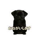 リアルブラックパグ(日常)（個別スタンプ：2）
