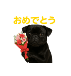 リアルブラックパグ(日常)（個別スタンプ：4）