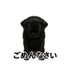 リアルブラックパグ(日常)（個別スタンプ：7）