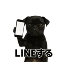 リアルブラックパグ(日常)（個別スタンプ：13）