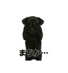 リアルブラックパグ(日常)（個別スタンプ：15）