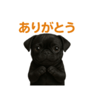 リアルブラックパグ(日常)（個別スタンプ：16）