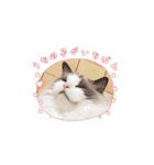 たかまつけのかぞくたち（個別スタンプ：6）