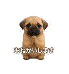 リアルパグ(日常)（個別スタンプ：3）