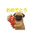 リアルパグ(日常)（個別スタンプ：4）