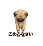 リアルパグ(日常)（個別スタンプ：7）