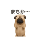 リアルパグ(日常)（個別スタンプ：11）