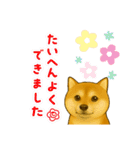 柴犬普段使いスタンプver.1（個別スタンプ：15）