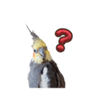 ノーマル☆オカメインコ百面相（個別スタンプ：1）
