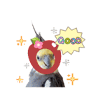 ノーマル☆オカメインコ百面相（個別スタンプ：4）