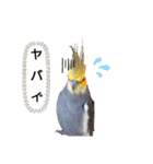 ノーマル☆オカメインコ百面相（個別スタンプ：6）