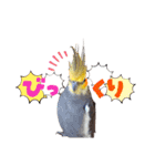 ノーマル☆オカメインコ百面相（個別スタンプ：7）