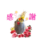 ノーマル☆オカメインコ百面相（個別スタンプ：8）