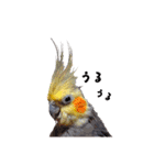 ノーマル☆オカメインコ百面相（個別スタンプ：10）