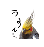 ノーマル☆オカメインコ百面相（個別スタンプ：11）