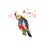 ノーマル☆オカメインコ百面相（個別スタンプ：12）