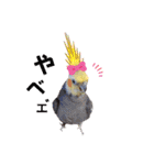 ノーマル☆オカメインコ百面相（個別スタンプ：13）
