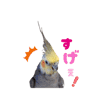 ノーマル☆オカメインコ百面相（個別スタンプ：14）