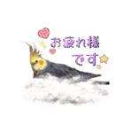 ノーマル☆オカメインコ百面相（個別スタンプ：17）