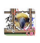 ノーマル☆オカメインコ百面相（個別スタンプ：20）