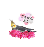 ノーマル☆オカメインコ百面相（個別スタンプ：21）