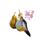 ノーマル☆オカメインコ百面相（個別スタンプ：25）