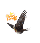 ノーマル☆オカメインコ百面相（個別スタンプ：28）