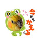 ノーマル☆オカメインコ百面相（個別スタンプ：30）
