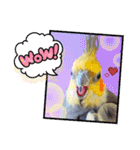 ノーマル☆オカメインコ百面相（個別スタンプ：33）