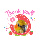 ノーマル☆オカメインコ百面相（個別スタンプ：34）