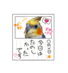 ノーマル☆オカメインコ百面相（個別スタンプ：36）