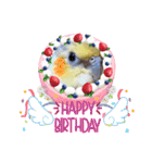 ノーマル☆オカメインコ百面相（個別スタンプ：37）