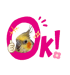 ノーマル☆オカメインコ百面相（個別スタンプ：38）