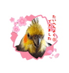 ノーマル☆オカメインコ百面相（個別スタンプ：39）