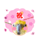 ノーマル☆オカメインコ百面相（個別スタンプ：40）
