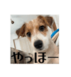 ドビわんこスタンプの2（個別スタンプ：1）