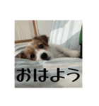 ドビわんこスタンプの2（個別スタンプ：2）
