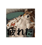 ドビわんこスタンプの2（個別スタンプ：5）
