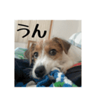 ドビわんこスタンプの2（個別スタンプ：6）