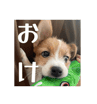 ドビわんこスタンプの2（個別スタンプ：8）