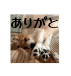 ドビわんこスタンプの2（個別スタンプ：10）