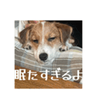 ドビわんこスタンプの2（個別スタンプ：11）