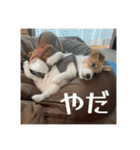 ドビわんこスタンプの2（個別スタンプ：14）