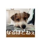 ドビわんこスタンプの2（個別スタンプ：16）
