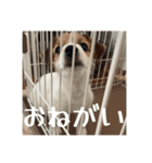 ドビわんこスタンプの2（個別スタンプ：17）