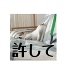 ドビわんこスタンプの2（個別スタンプ：18）