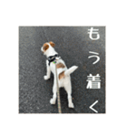 ドビわんこスタンプの2（個別スタンプ：21）