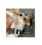 ドビわんこスタンプの2（個別スタンプ：22）