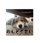 ドビわんこスタンプの2（個別スタンプ：23）