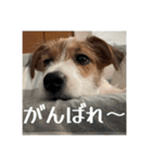 ドビわんこスタンプの2（個別スタンプ：24）